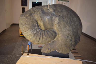 Riesenammonit auf einer Palette in einem Vorraum im Deutschen Bergbau-Museum Bochum 