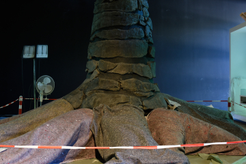 Wurzelstock mit Absperrband und teilweise abgedeckt während der Restaurierung