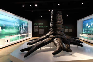 aktueller Raum im Deutschen Bergbau-Museum Bochum mit fossilem Wurzelstock
