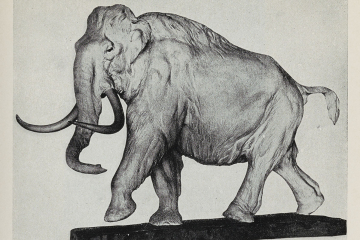 Gipsmodell eines stehenden Mammuts in Gehbewegung, Josef Pallenberg, ca. 1927. Abbildung im Museumsführer des Geologischen Museums, 1967