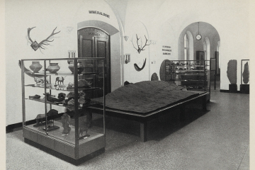 Vorraum des Geologischen Museums mit einer Vitrine, in der unter anderen ein Gipsmodell eines Mammuts steht.