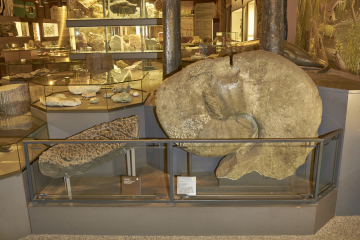 Ausstellungsraum im Deutschen Bergbau-Museum Bochum vor 2016 mit dem Riesenammoniten