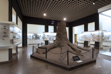 Raum im Deutschen Bergbau-Museum Bochum mit fossilem Wurzelstock in der alten Dauerausstellung 