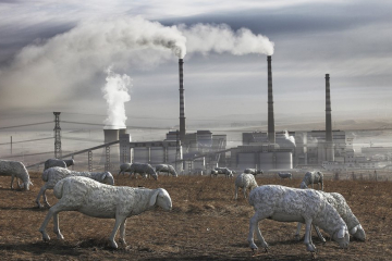 künstliche Schafe auf einer Weide vor einer Industrieanlage